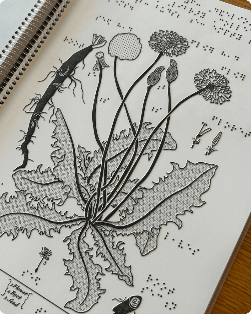 Picture of tactile braille image of a dandelion in the Unearthed braille guide